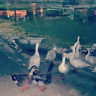 In love with #ducks 😍