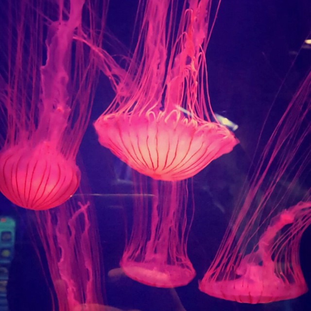 #jellyfish سبحان الله 🐙🐙🐙
