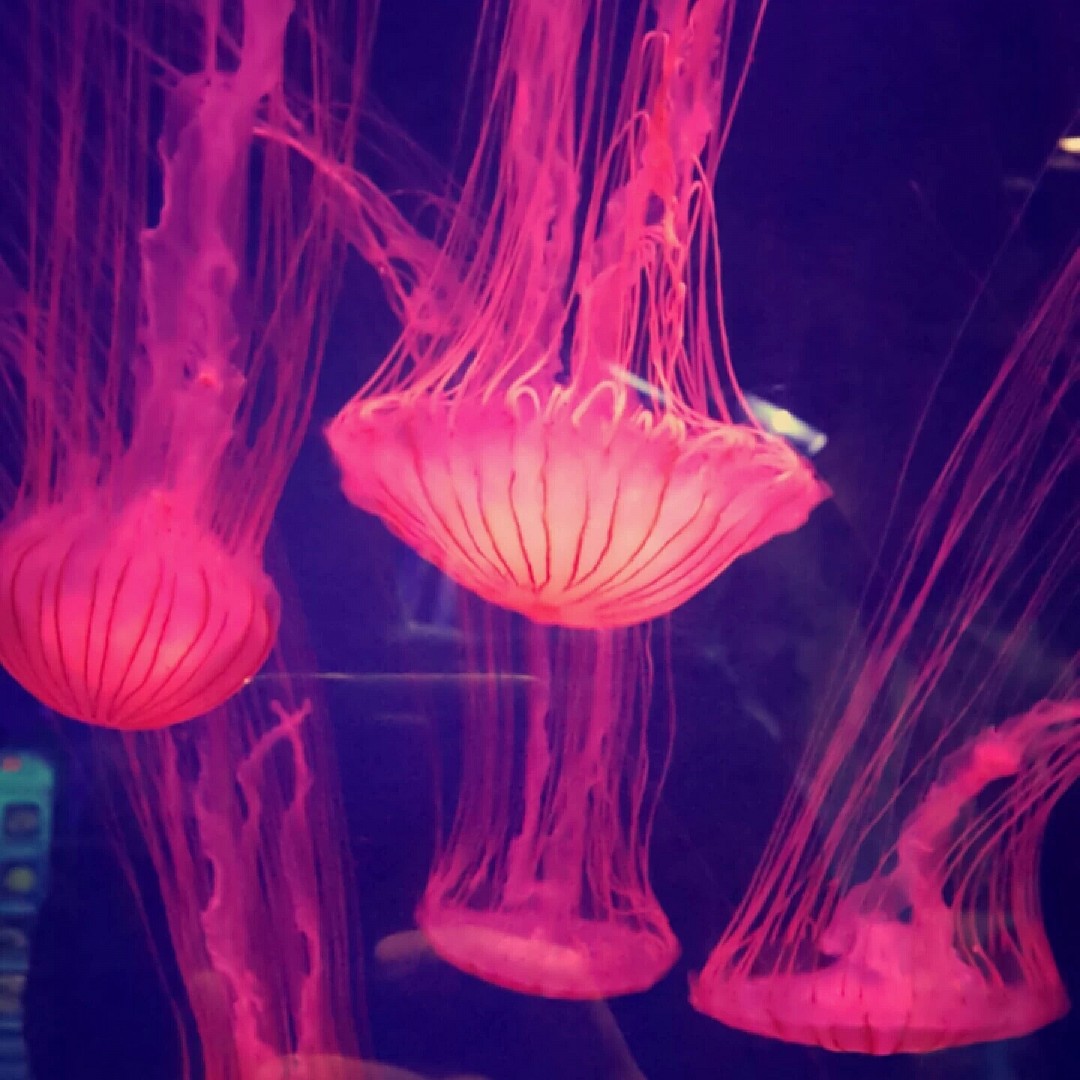 #jellyfish سبحان الله 🐙🐙🐙 @ Dubai Aquarium & Underwater Zoo - الإمارات العربية المتحدة