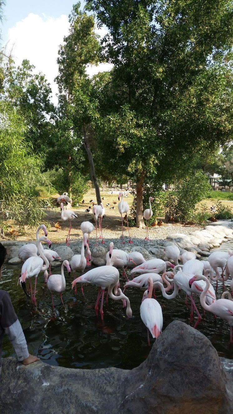 Flamingos @ متنزه ومحمية العرين - البحرين