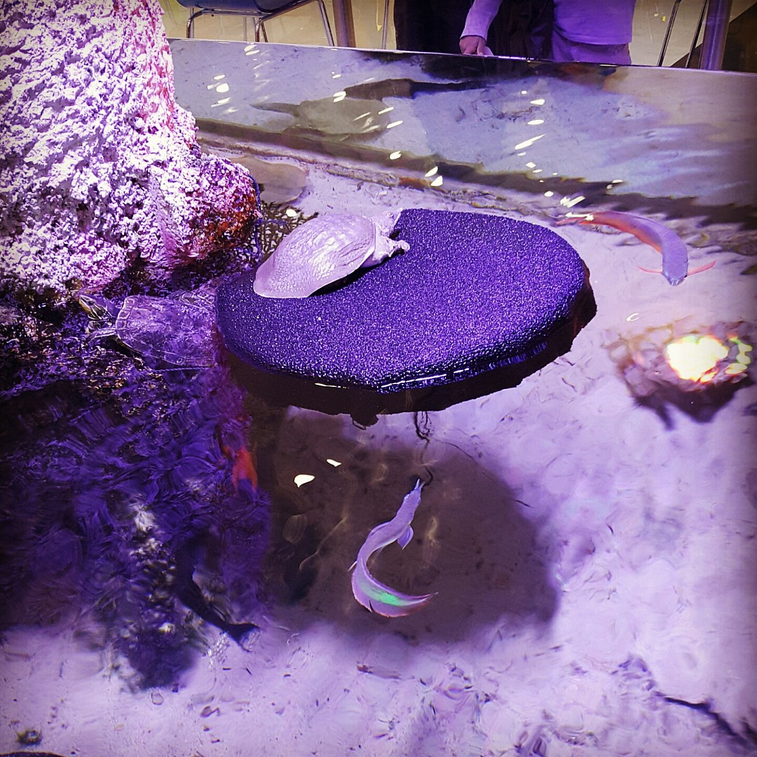 A very nice akuarium at saar mall 🐟🐠🐋 @ مجمع سار - البحرين