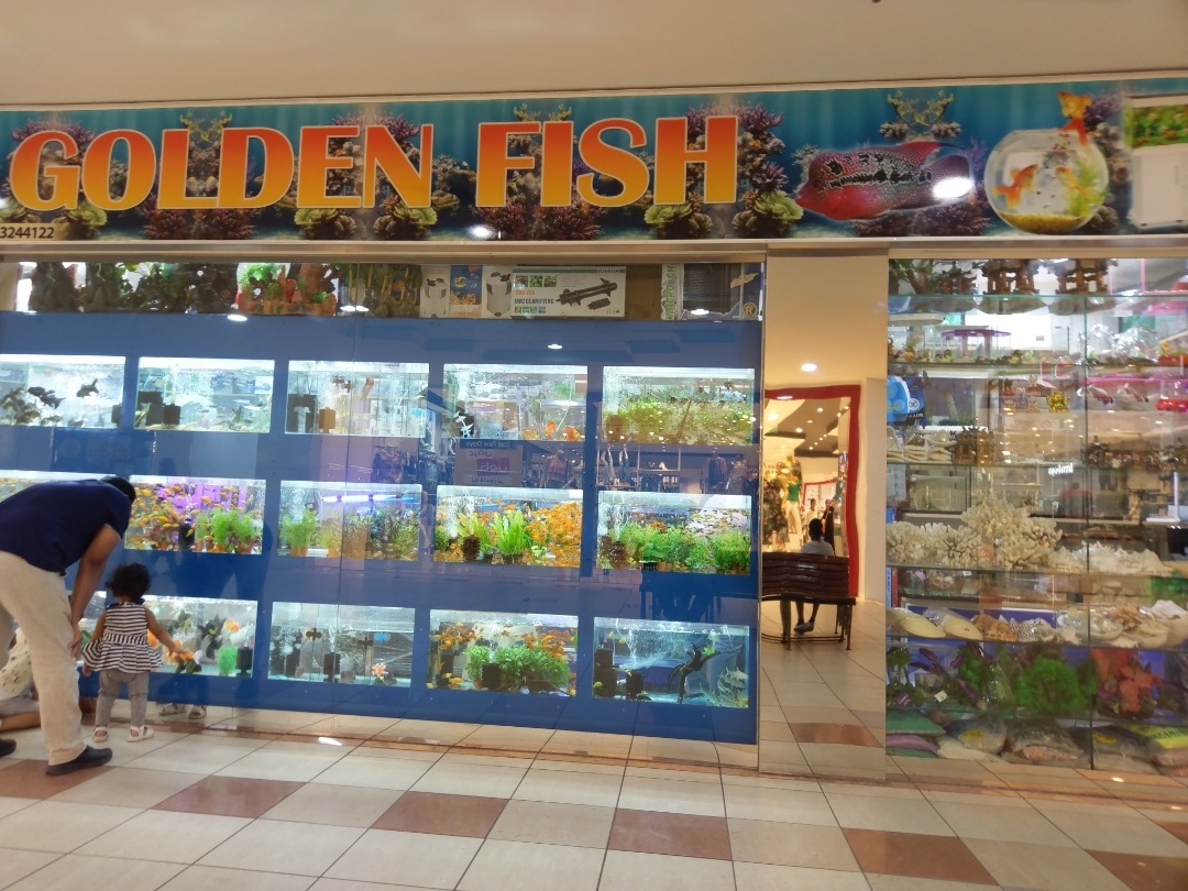 السمكه الذهبية - البحرين