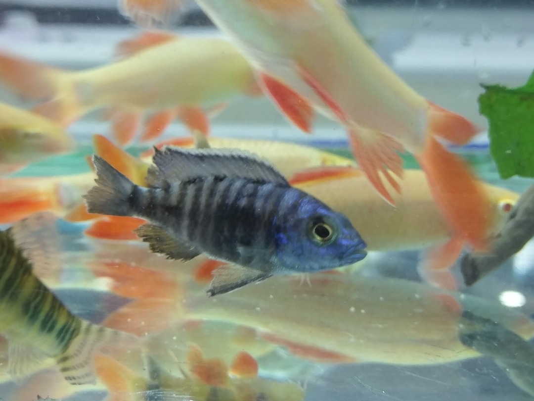 Golden fish - Bahrain