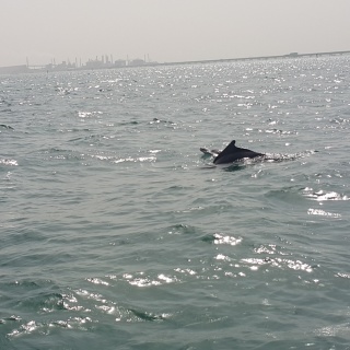 Dolphin watching al dar island